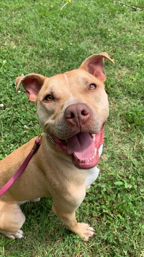 Enlarge Linus, a Adoptable mixed breed in O Fallon, IL image 3/6