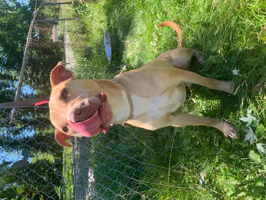 Enlarge Linus, a Adoptable mixed breed in O Fallon, IL image 6/6