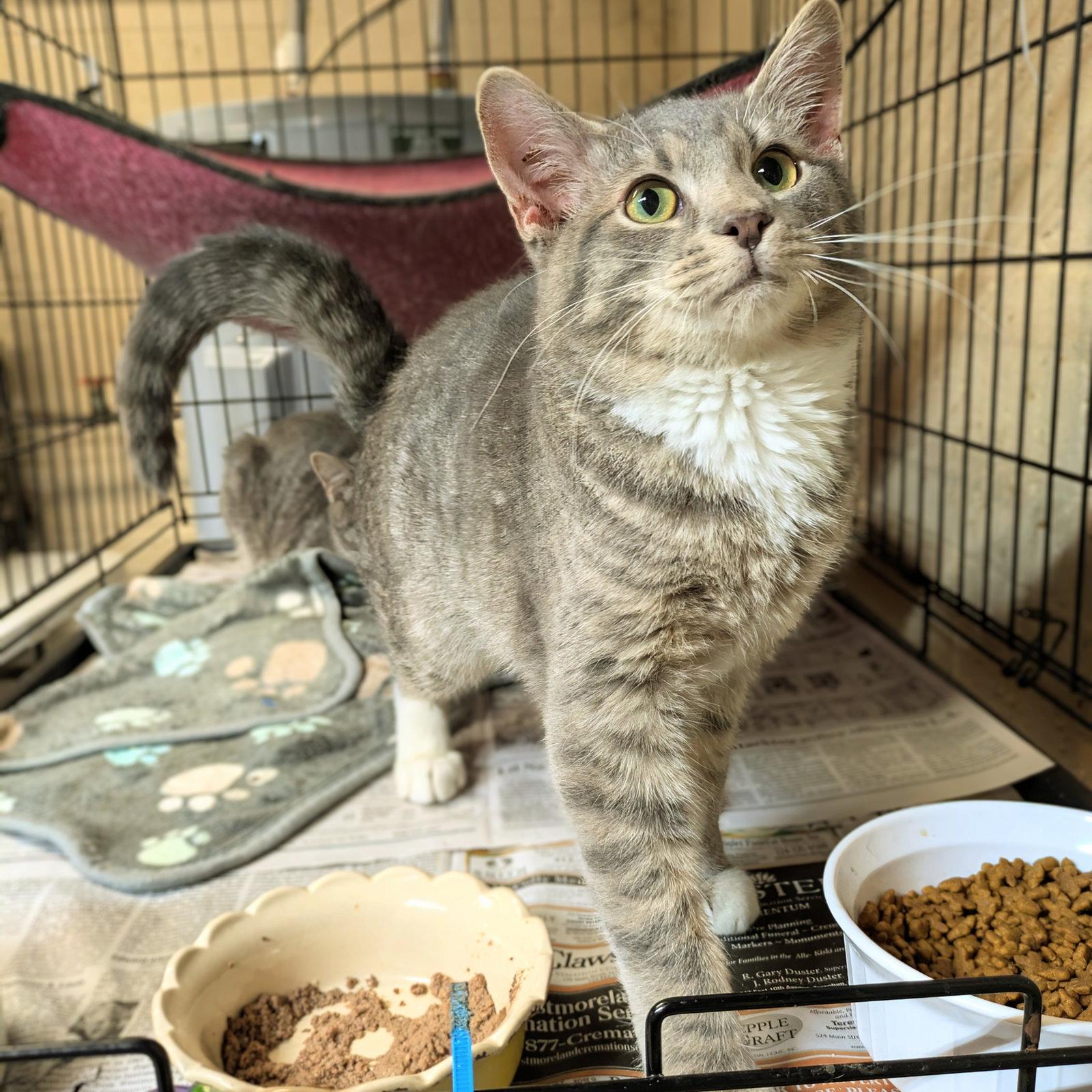 Enlarge Oliver, a Adopted mixed breed in Apollo, PA image 1/3