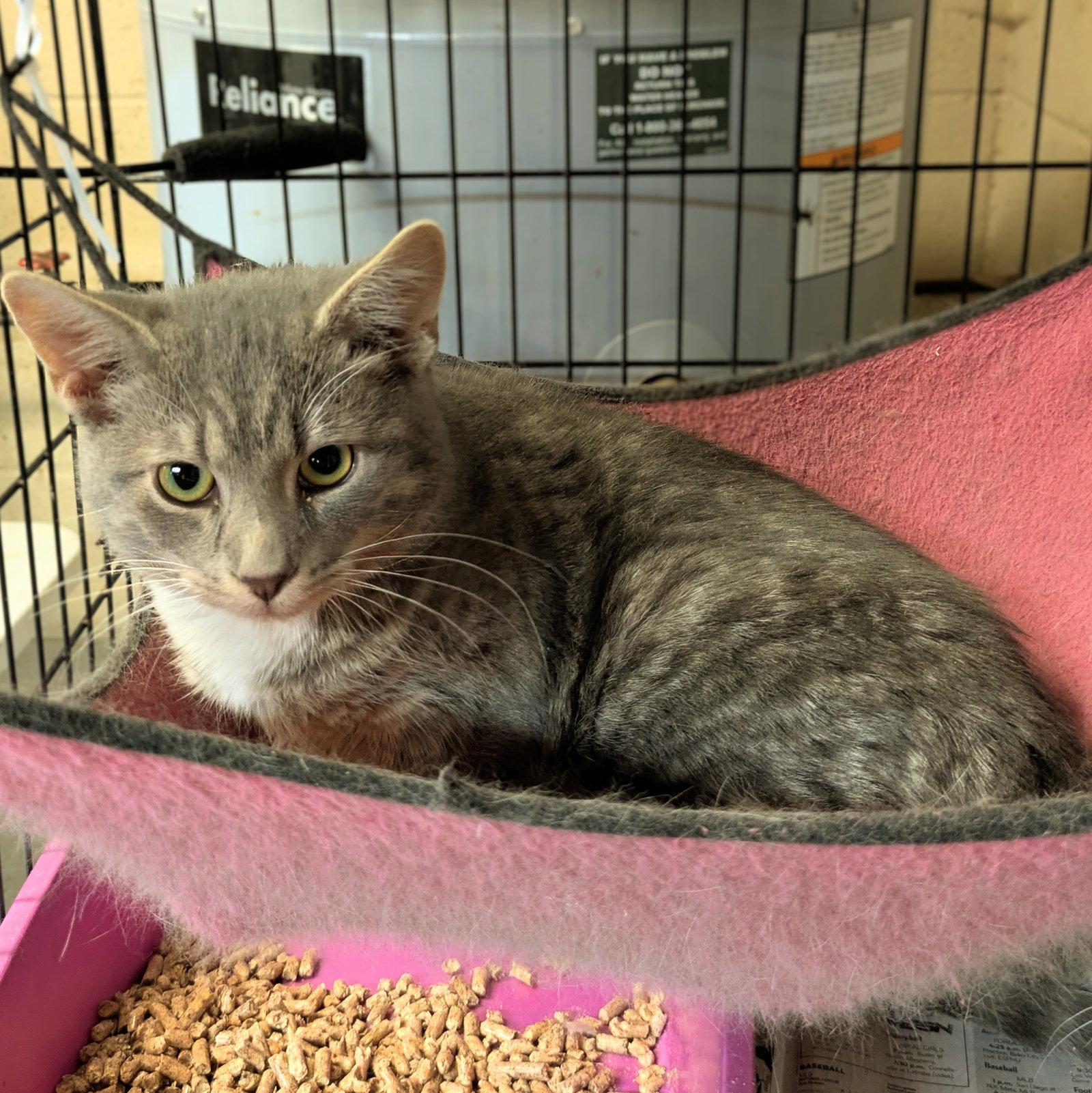 Enlarge Oliver, a Adopted mixed breed in Apollo, PA image 2/3