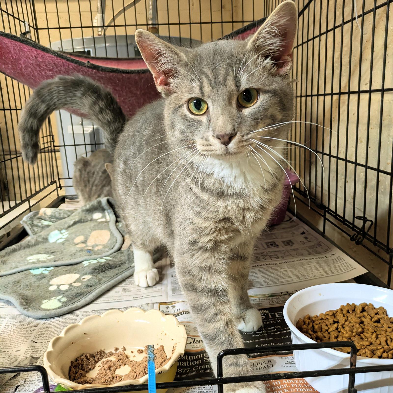 Enlarge Oliver, a Adopted mixed breed in Apollo, PA image 3/3