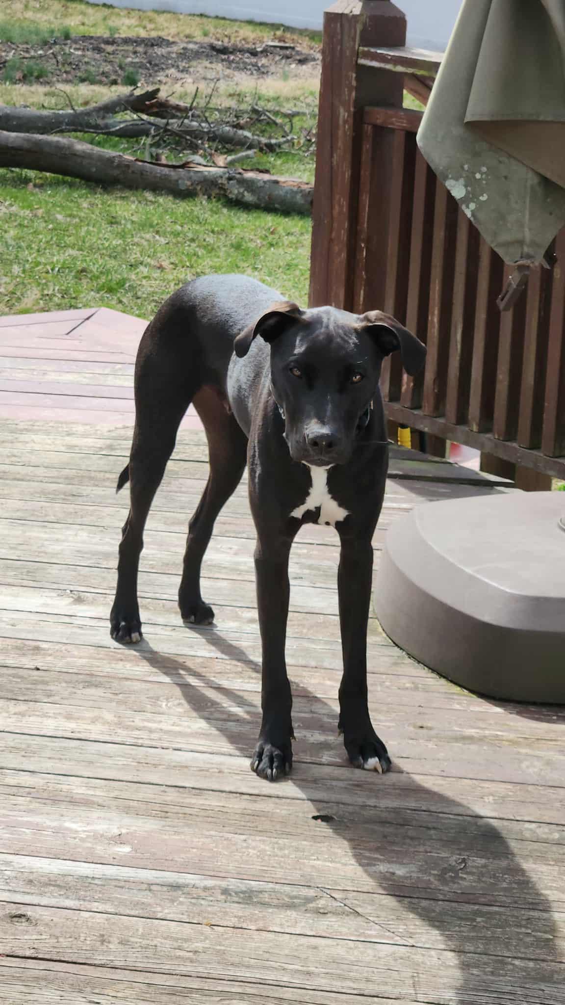 Mavrik, a Adopted Great Dane in Baltimore, MD image 1/3