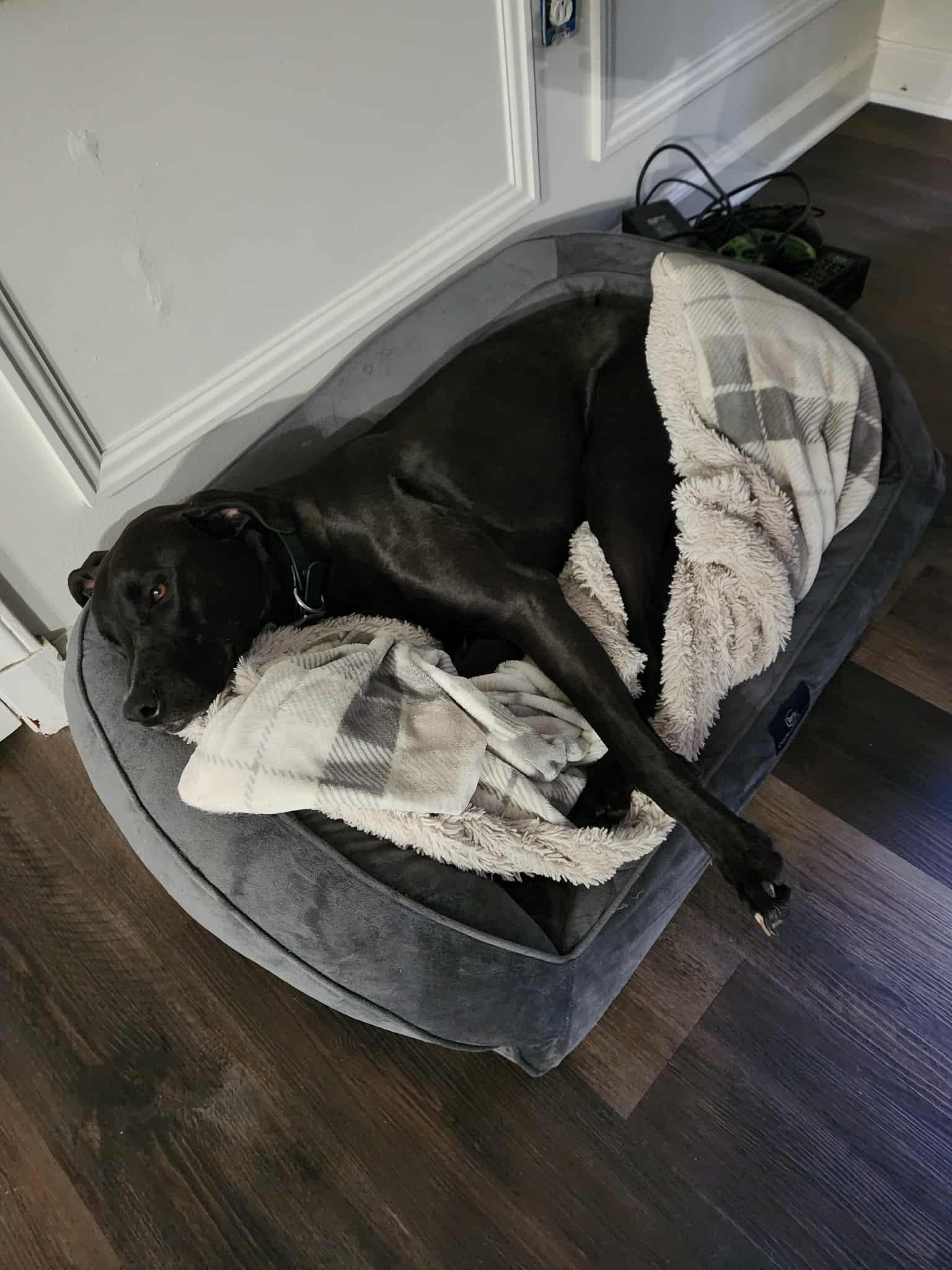 Mavrik, a Adopted Great Dane in Baltimore, MD image 3/3