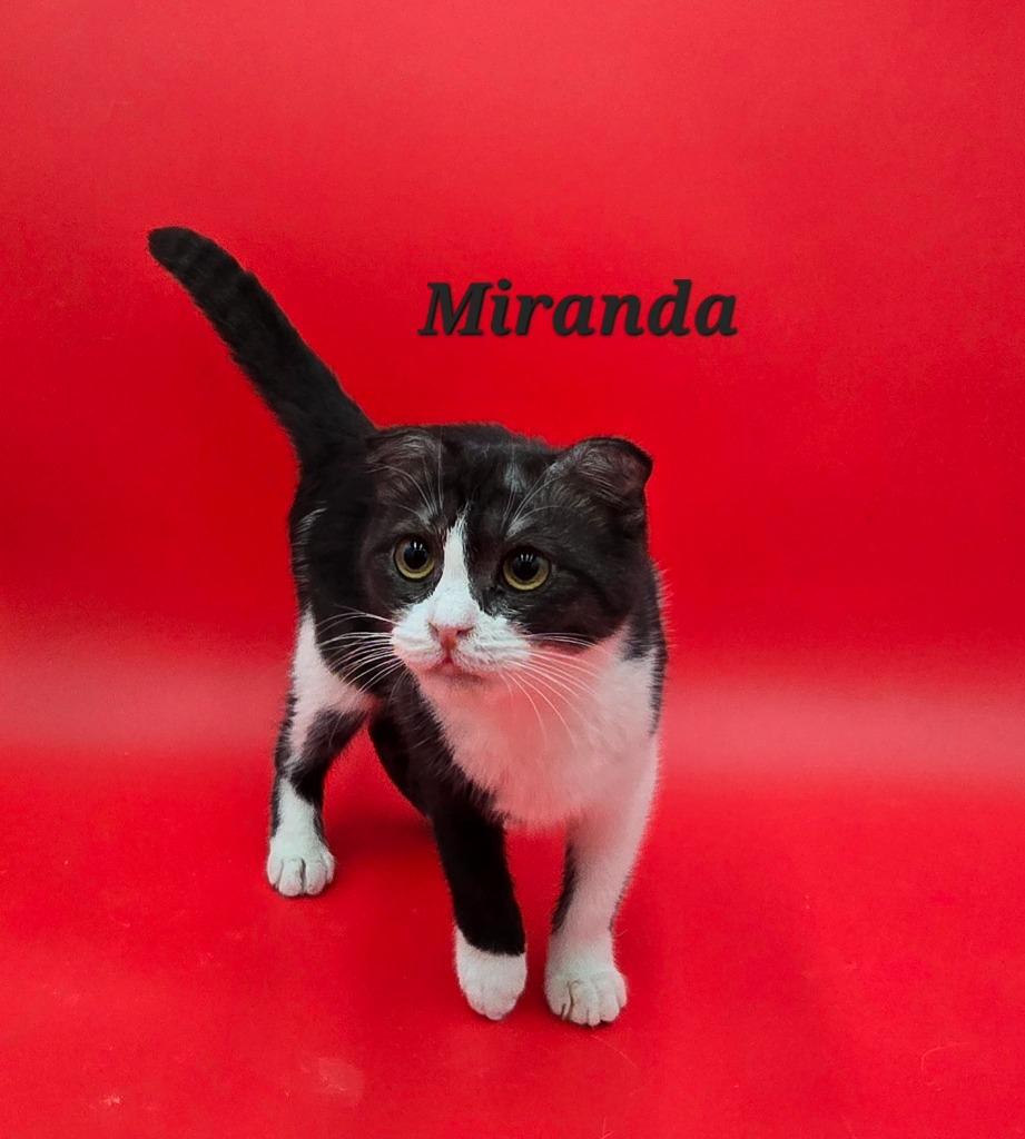 Miranda, Adoptable, Young Female Scottish Fold.