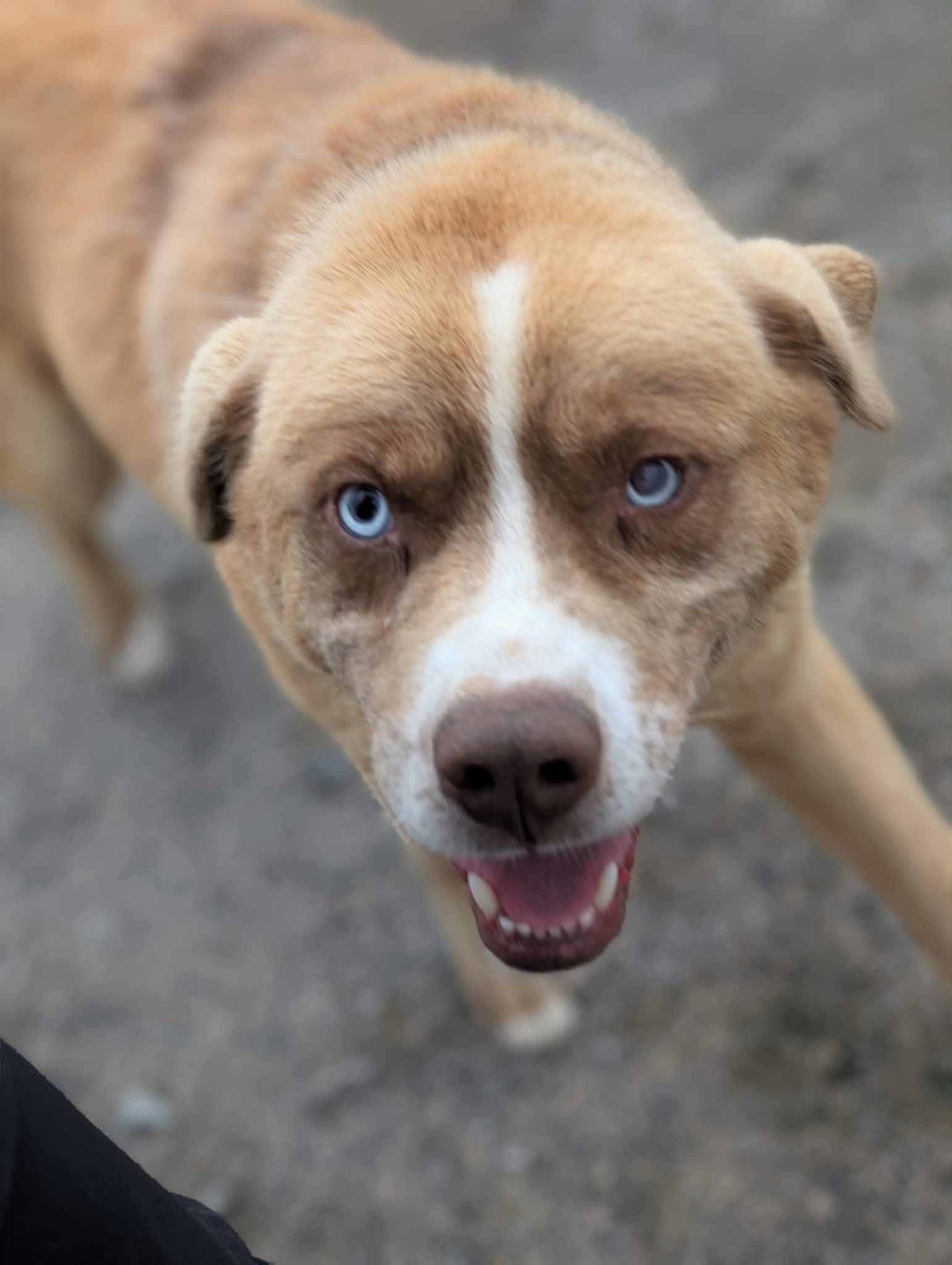 Enlarge Blue, a Adoptable mixed breed in Terra Cotta, ON image 2/4