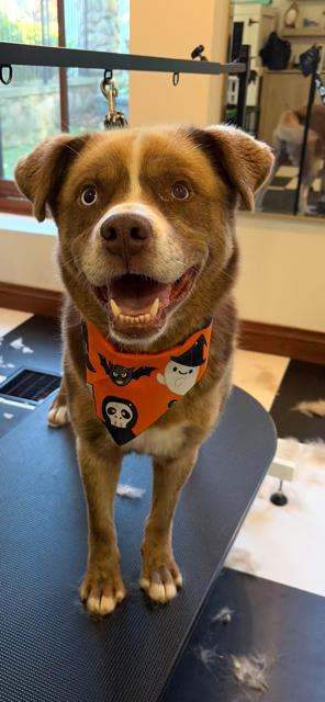 Blue, Adoptable, Adult Male Husky & Labrador Retriever.