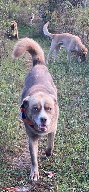 Enlarge Blue, a Adoptable mixed breed in Terra Cotta, ON image 4/4