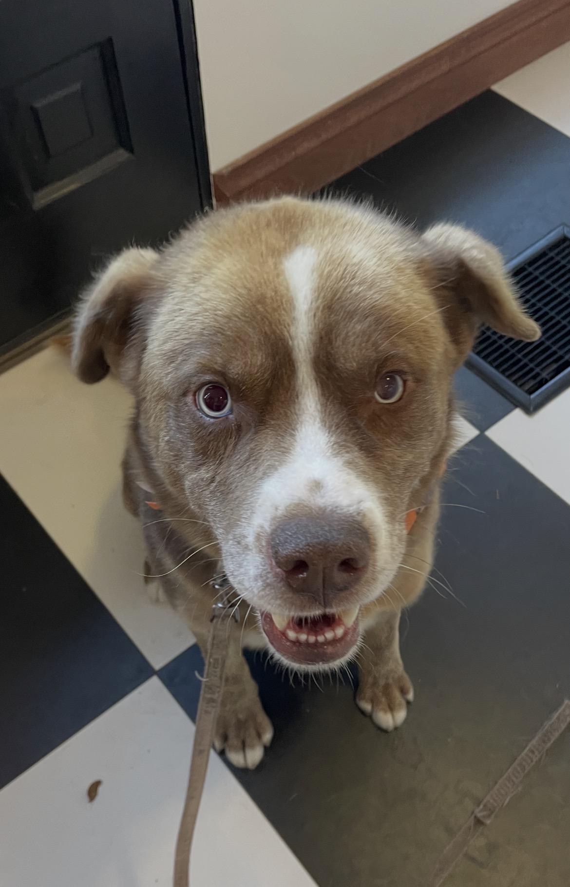 Enlarge Blue, a Adoptable mixed breed in Terra Cotta, ON image 3/4