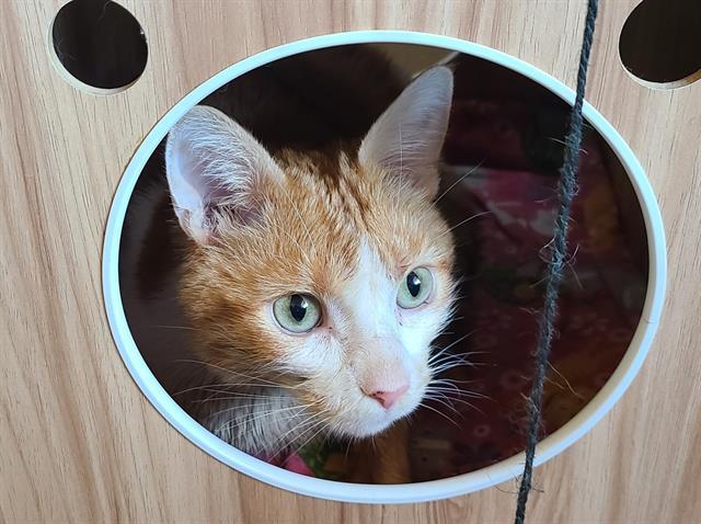Enlarge CALISTO*, a Adoptable Domestic Short Hair in Tucson, AZ image 1/1
