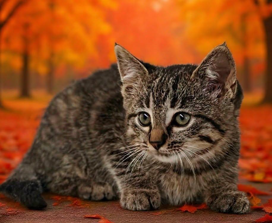 Lita 26/637, Adoptable, Kitten Female Domestic Medium Hair.