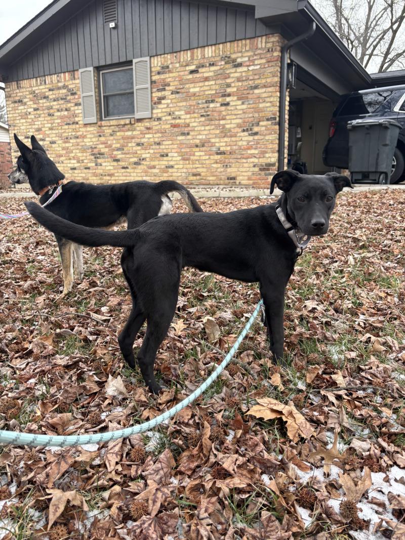 Petunia Flower — thumbnail 3