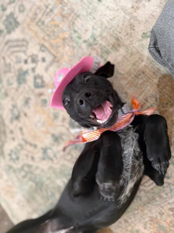 Petunia Flower — thumbnail 5