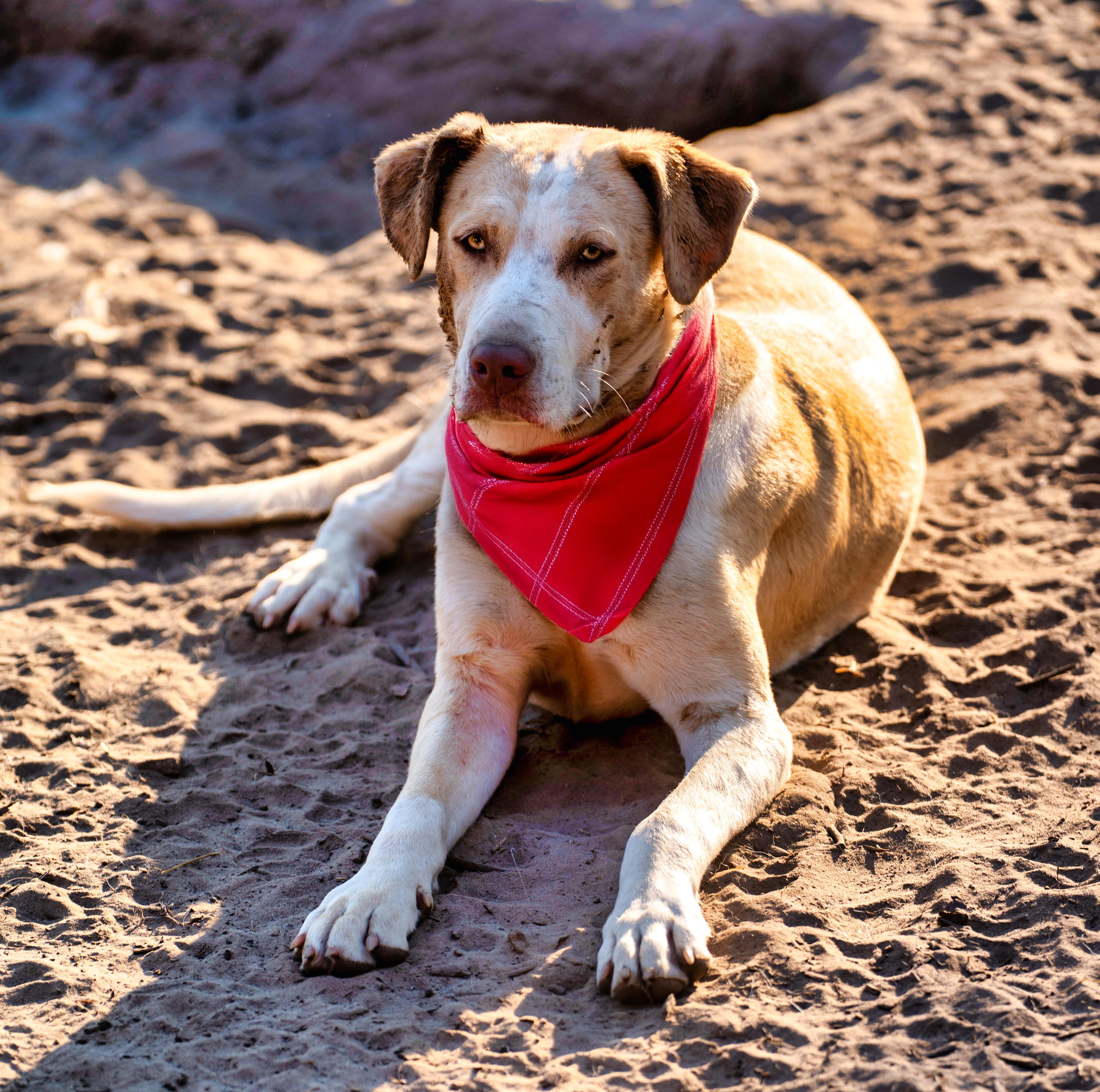 Enlarge Rose, a Adopted mixed breed in Bartlett, IL image 4/6