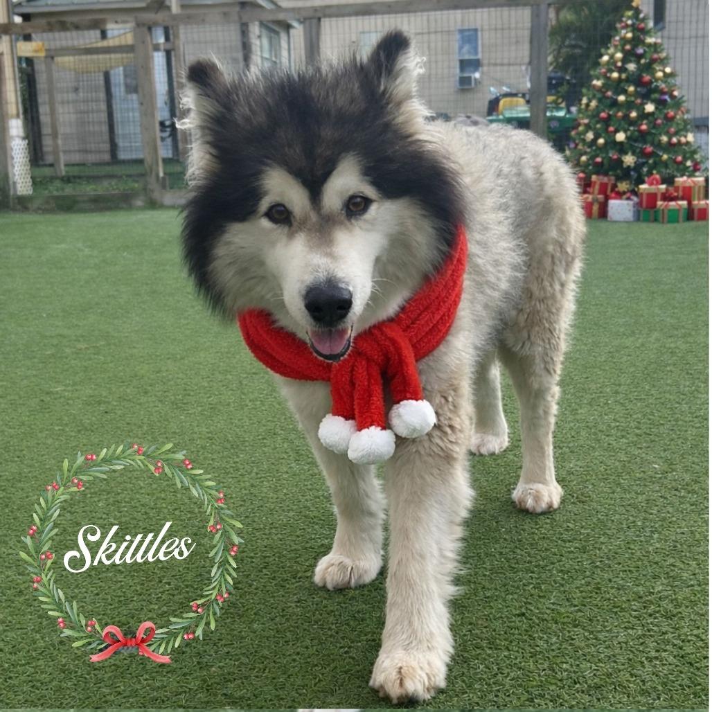 Skittles 6941 — thumbnail 3