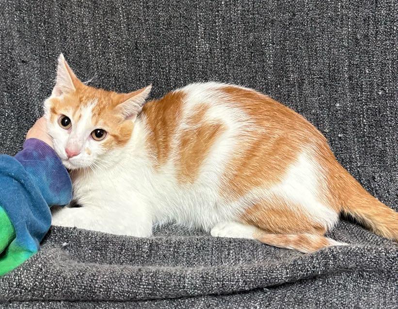 Enlarge Gus , an adoptable Domestic Short Hair in Waterloo, IA image 3/4