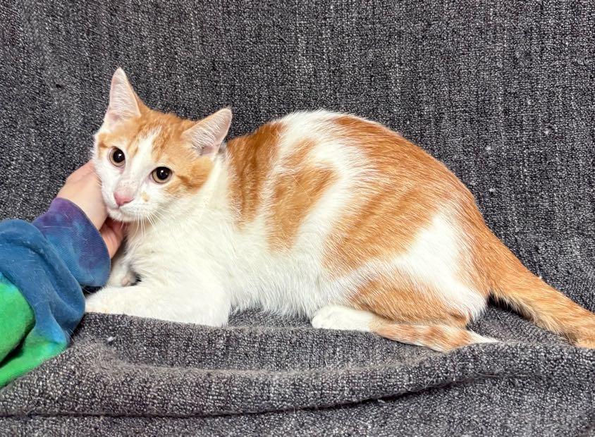 Enlarge Gus , an adoptable Domestic Short Hair in Waterloo, IA image 4/4