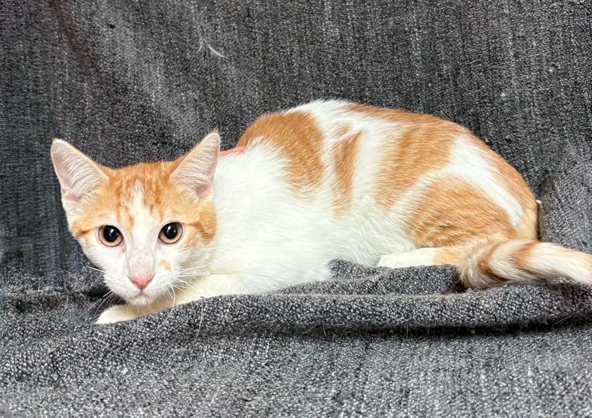 Gus , adoptable, Young Male Domestic Short Hair.
