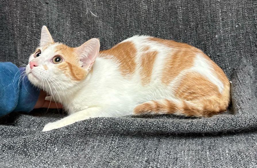 Enlarge Gus , an adoptable Domestic Short Hair in Waterloo, IA image 2/4