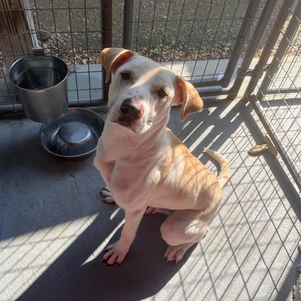 Dusty, Adoptable, Adult Male Mixed Breed.