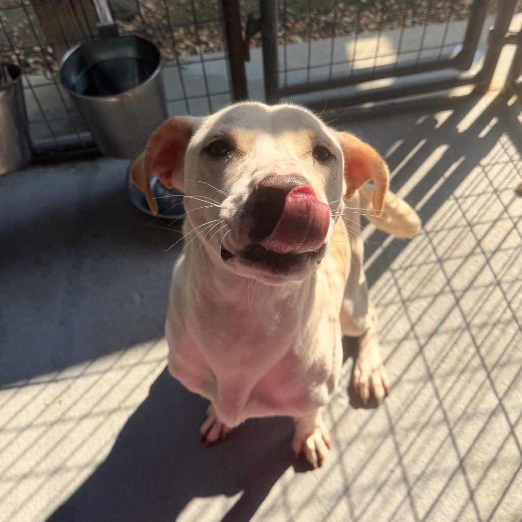 Dusty, a Adoptable Mixed Breed in Blairsville, GA image 2/6