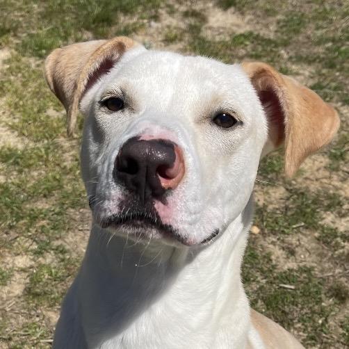 Dusty, a Adoptable Mixed Breed in Blairsville, GA image 3/6