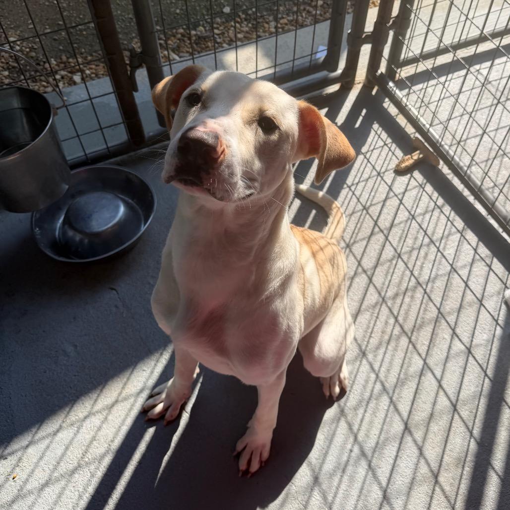 Dusty, a Adoptable Mixed Breed in Blairsville, GA image 4/6