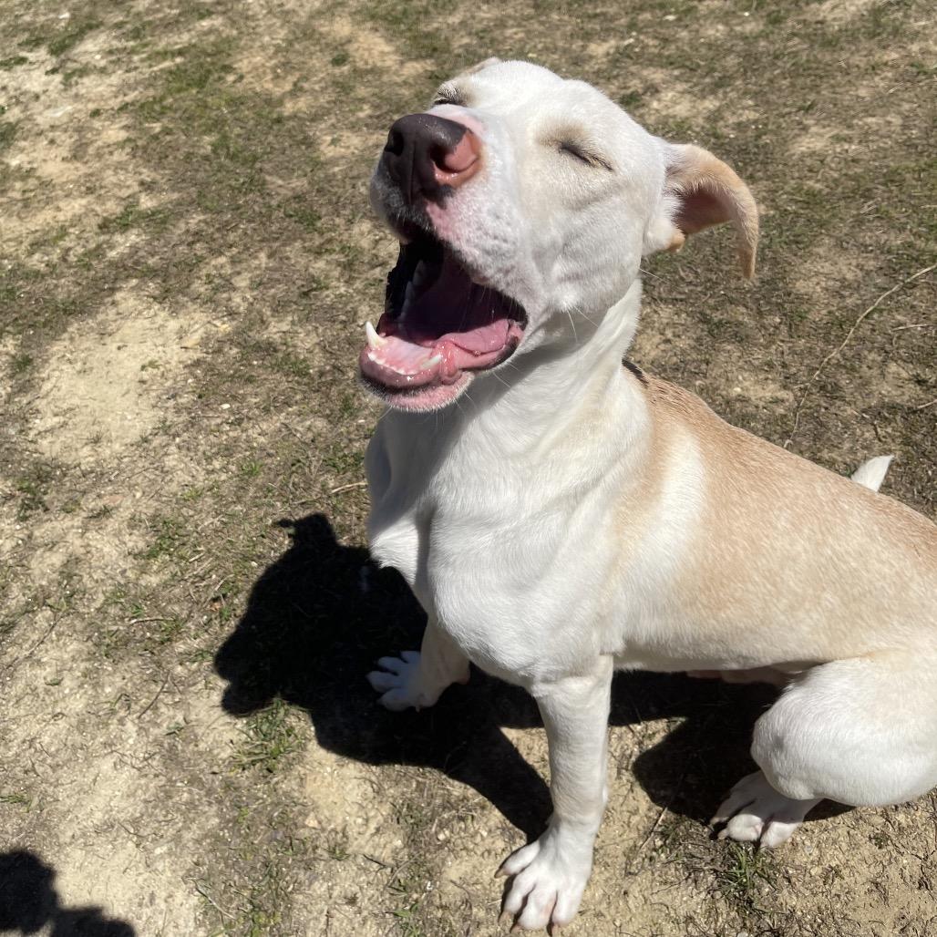 Dusty, a Adoptable Mixed Breed in Blairsville, GA image 5/6