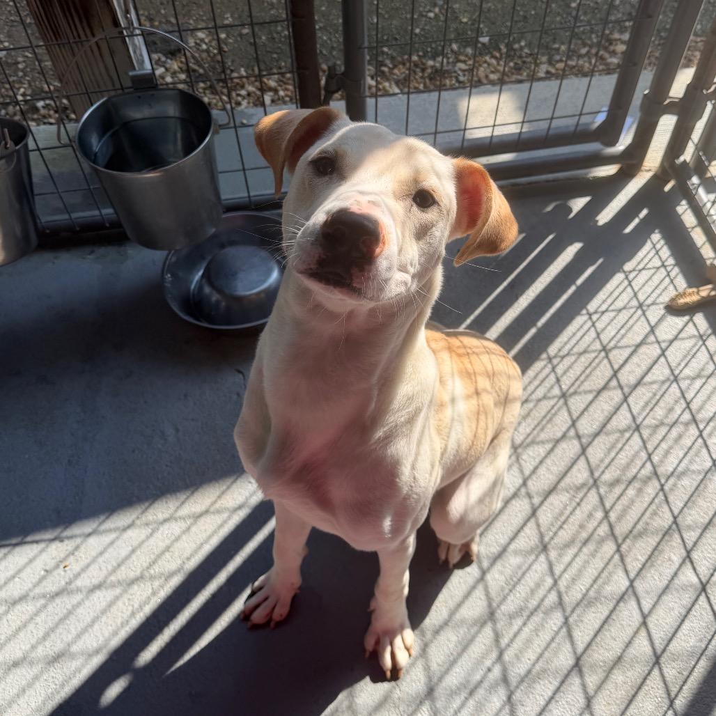 Dusty, a Adoptable Mixed Breed in Blairsville, GA image 6/6