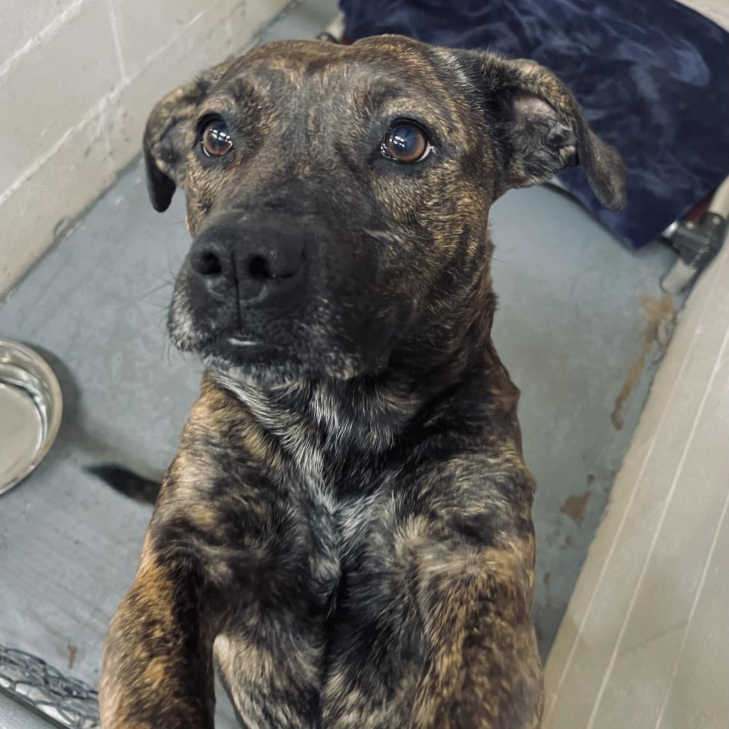 Bella, Adoptable, Adult Female Pit Bull Terrier.