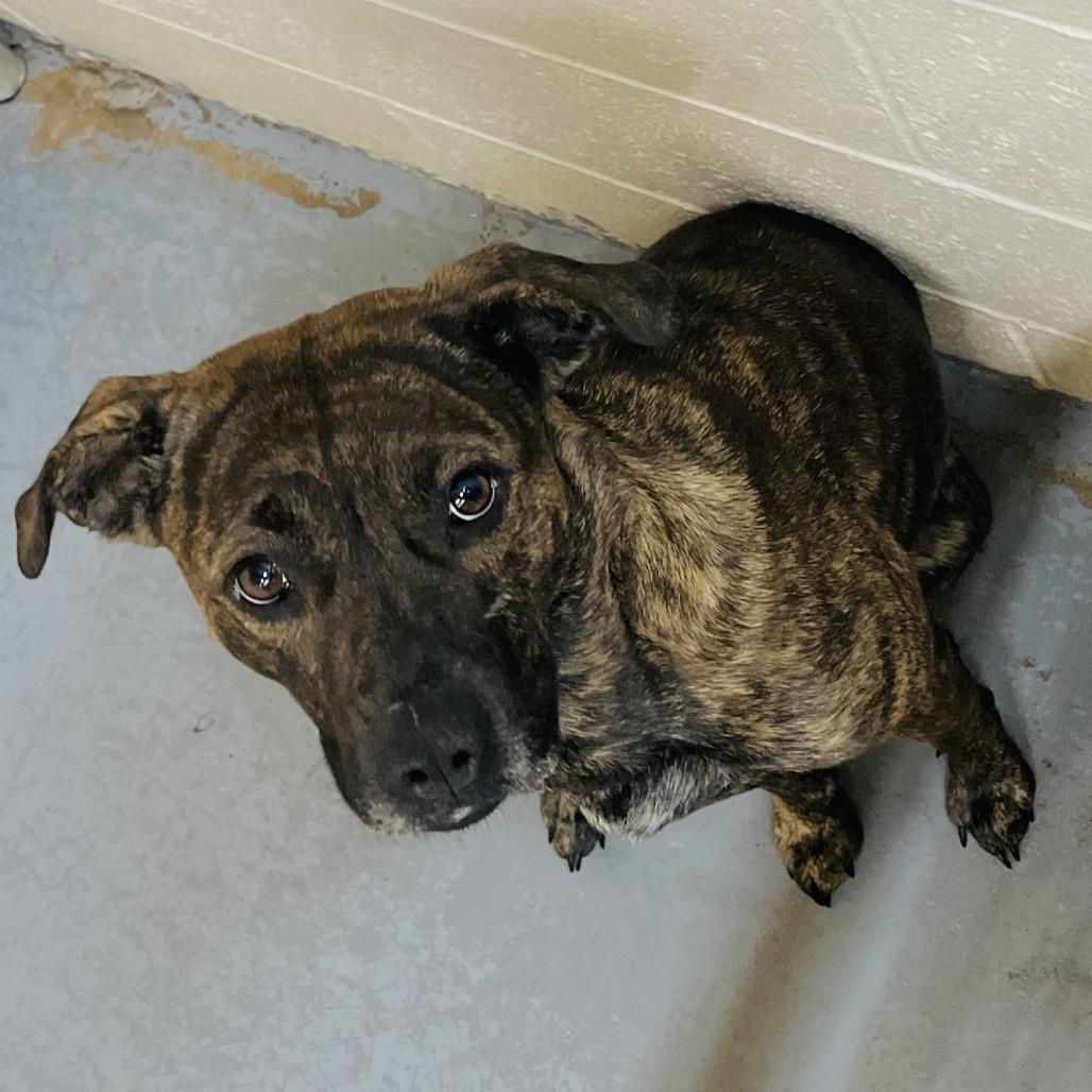 Enlarge Bella, a Adoptable Pit Bull Terrier in Duncan, OK image 2/5