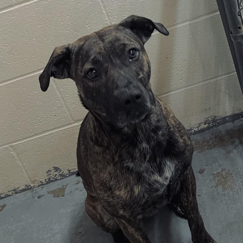 Enlarge Bella, a Adoptable Pit Bull Terrier in Duncan, OK image 3/5