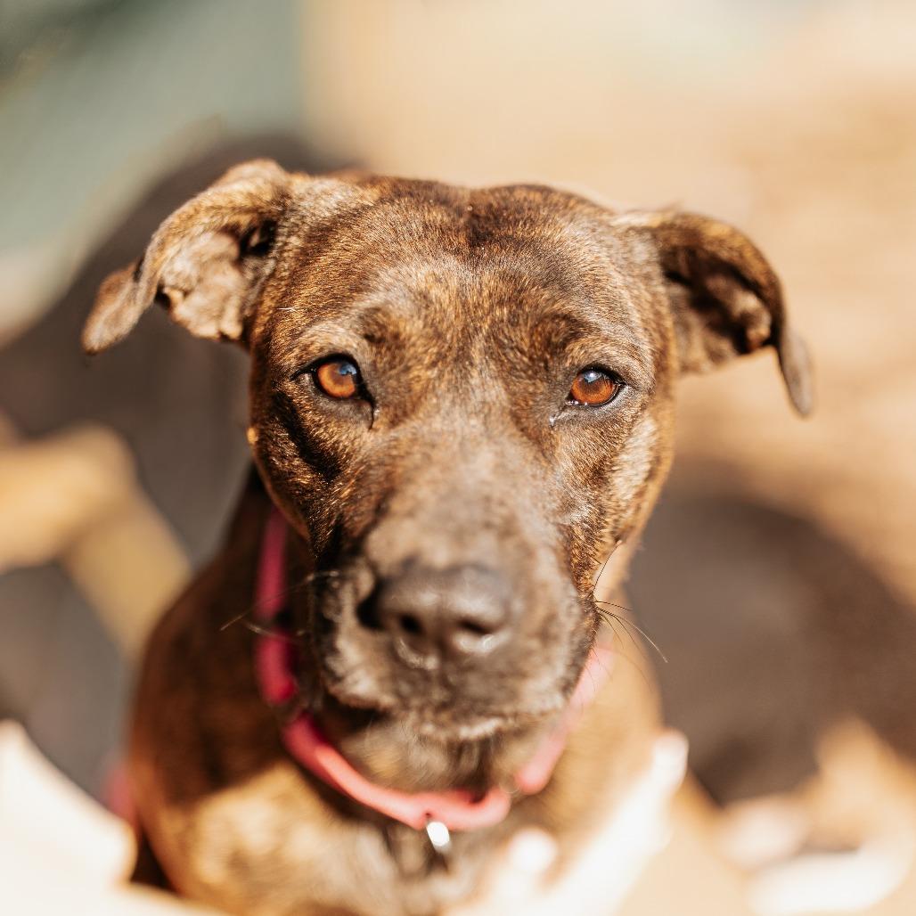 Enlarge Bella, a Adoptable Pit Bull Terrier in Duncan, OK image 4/5