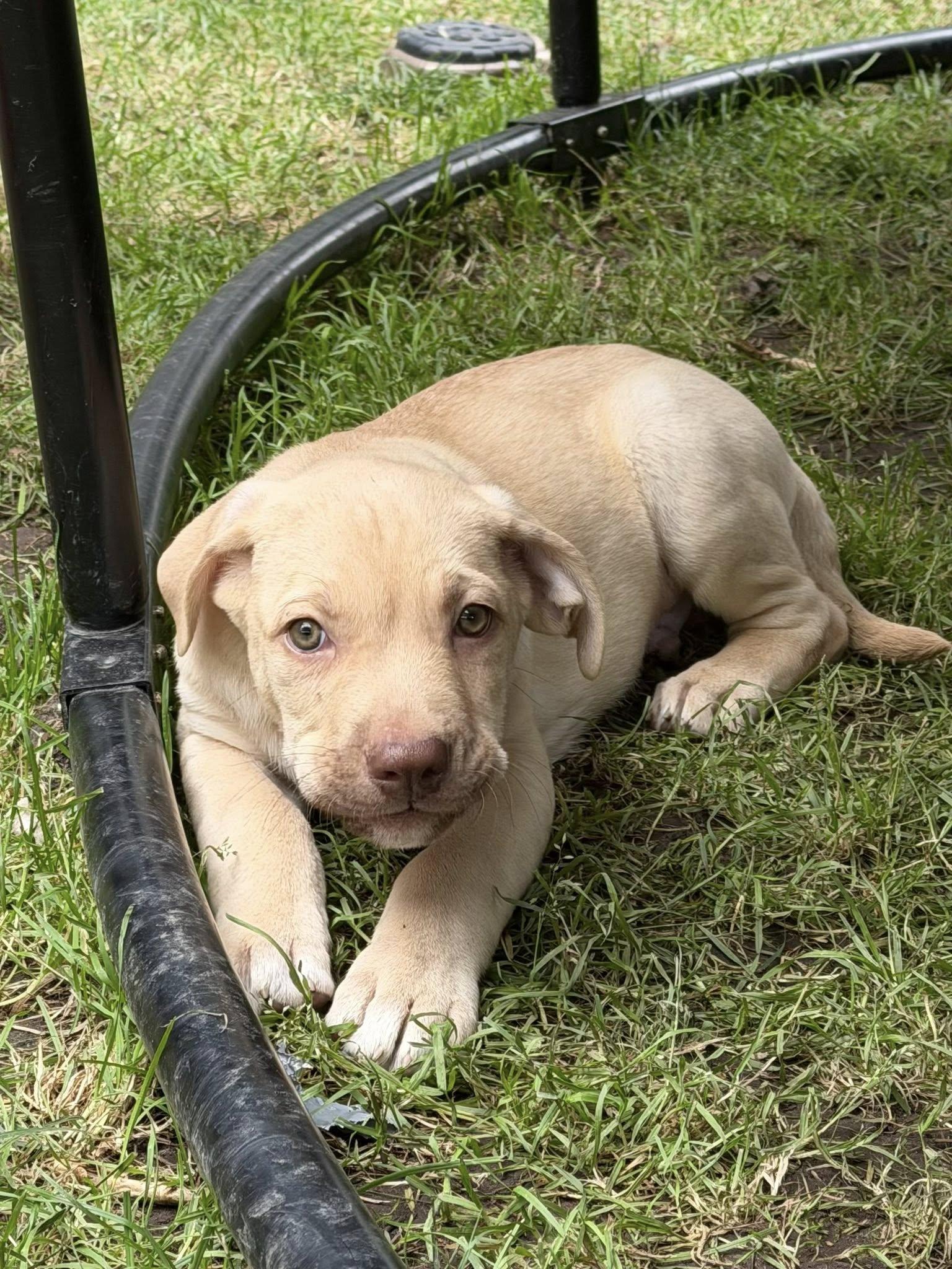 Finn, Adoptable, Puppy Male American Bully & Pit Bull Terrier.