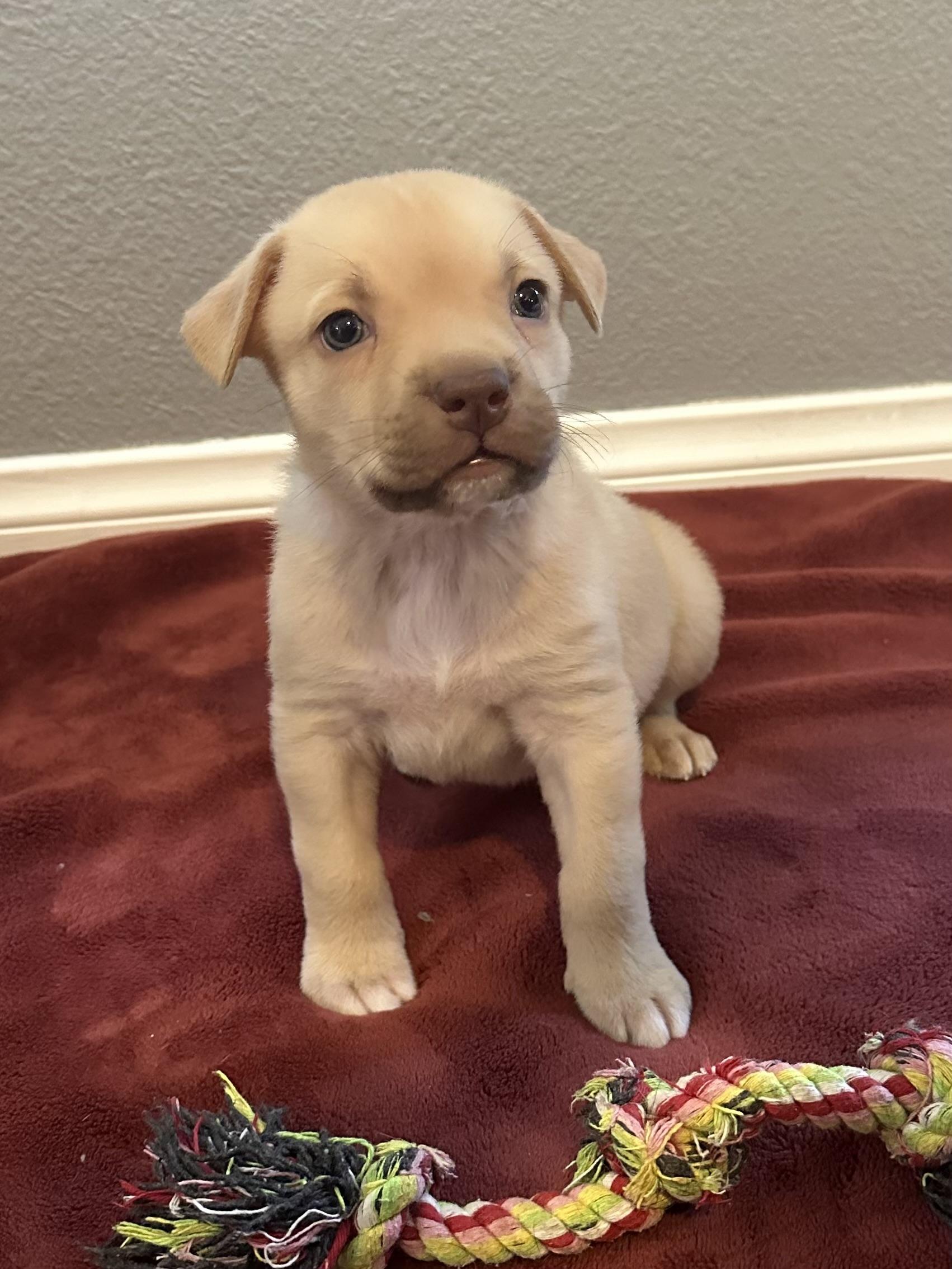 Enlarge Finn, a Adoptable mixed breed in tracy, CA image 2/3