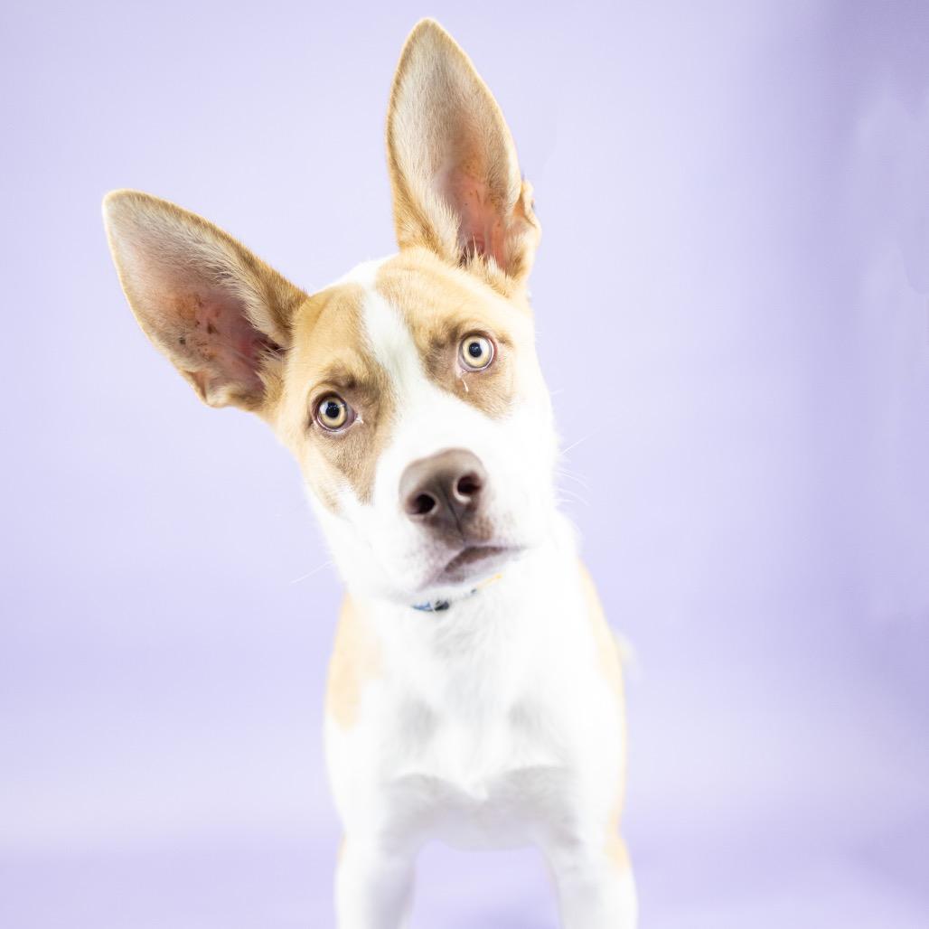 Rikko, Adoptable, Young Male Mixed Breed.