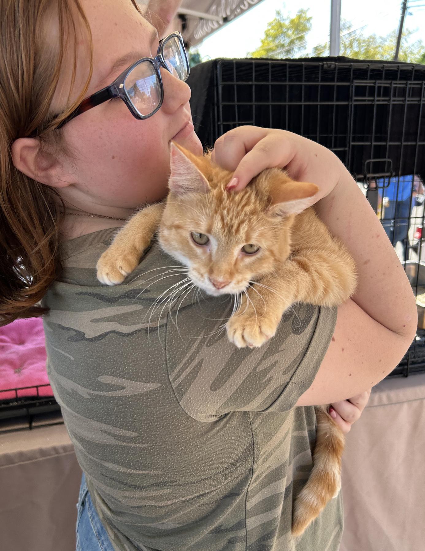 Cornbread, adopted, Young Male Tabby.