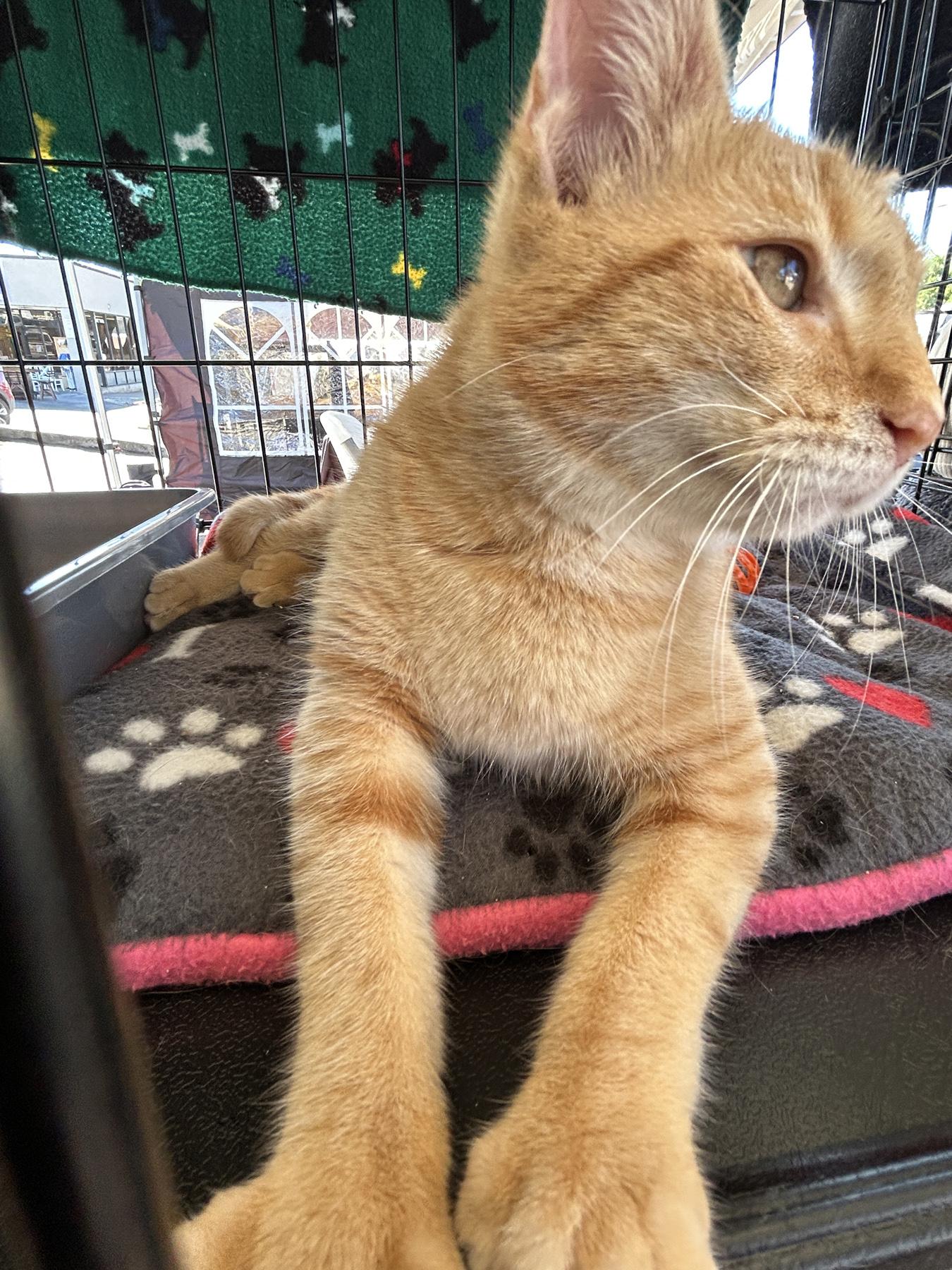 Enlarge Cornbread, an adopted Tabby in LAMPASAS, TX image 2/4