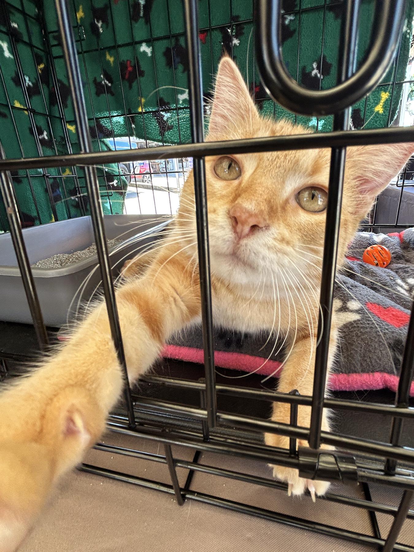 Enlarge Cornbread, an adopted Tabby in LAMPASAS, TX image 3/4