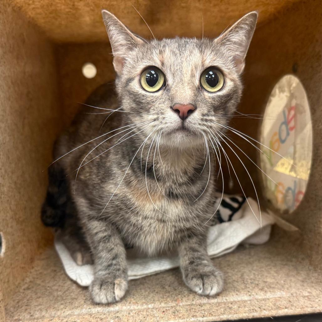 Tiger-30739, Adoptable, Adult Female Domestic Short Hair.