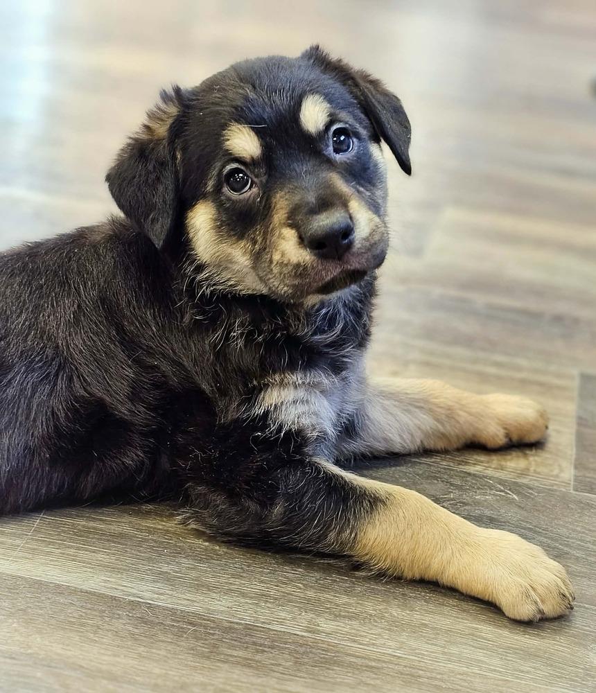 Enlarge Baleen, a Adoptable mixed breed in Saginaw, MI image 1/2