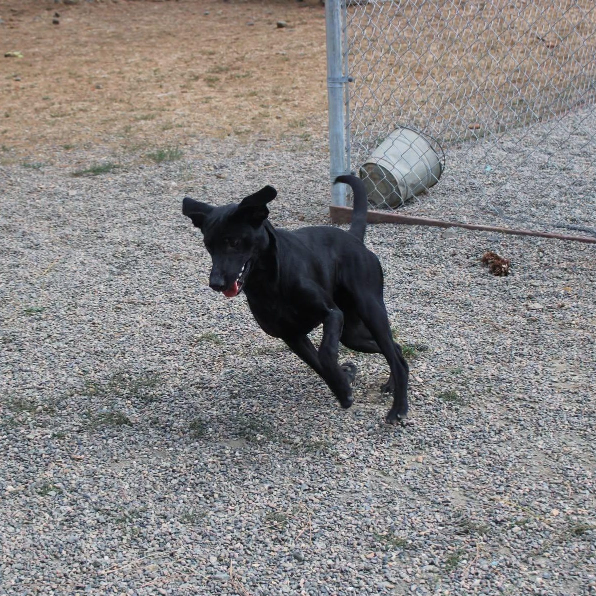 Enlarge Buzz, a Adoptable mixed breed in Weaverville, CA image 5/6