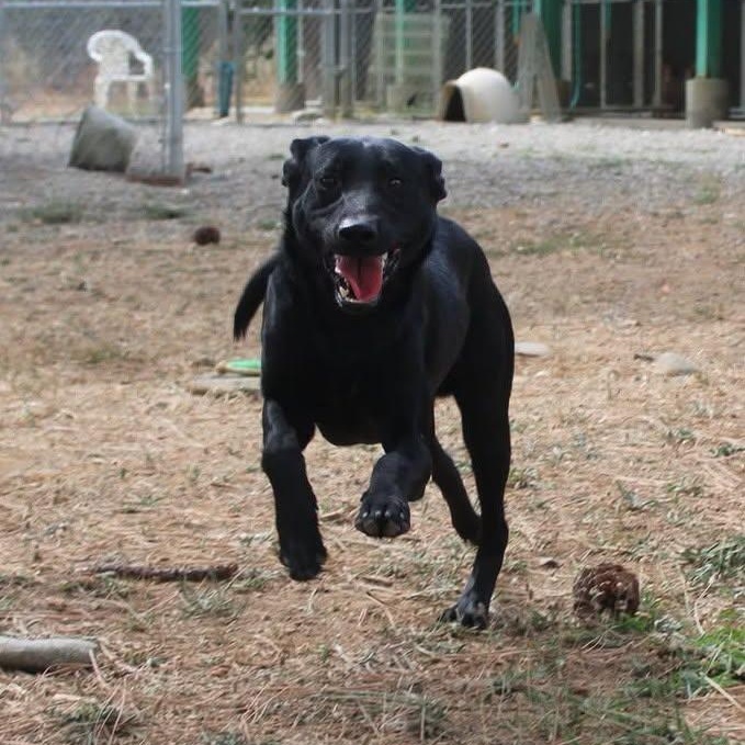Enlarge Buzz, a Adoptable mixed breed in Weaverville, CA image 2/6