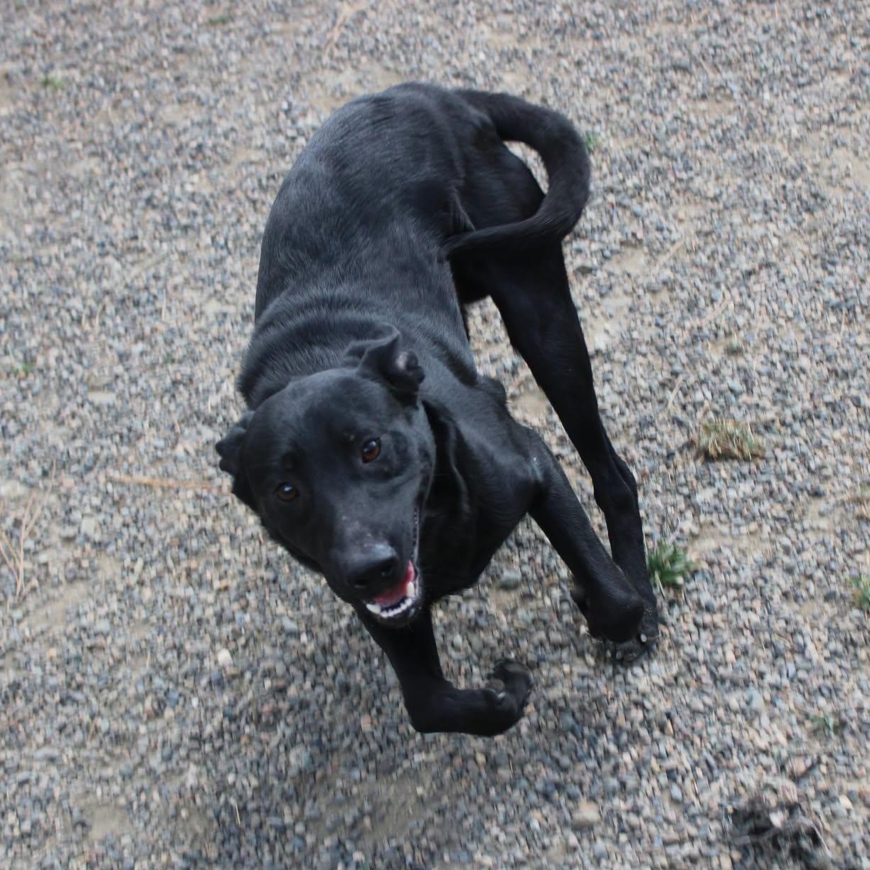 Enlarge Buzz, a Adoptable mixed breed in Weaverville, CA image 6/6