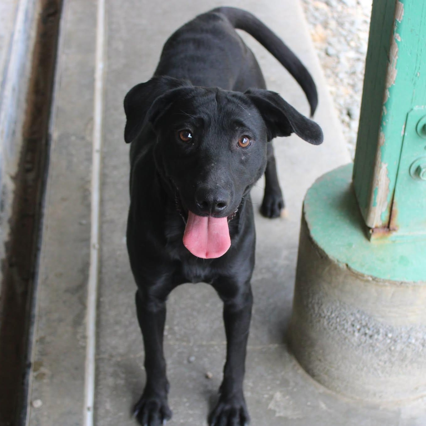 Buzz, Adoptable, Young Male Black Labrador Retriever.