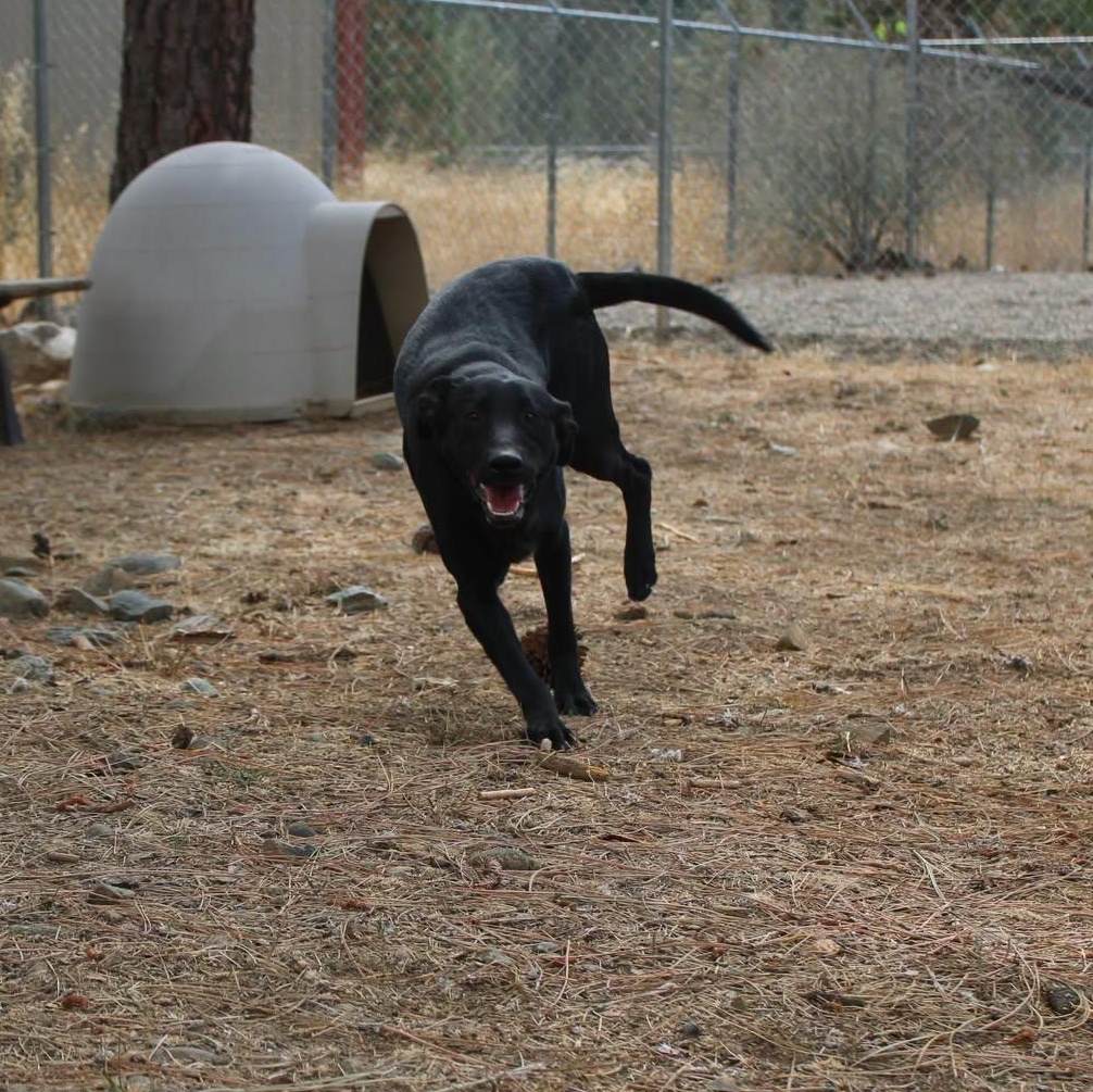 Enlarge Buzz, a Adoptable mixed breed in Weaverville, CA image 3/6