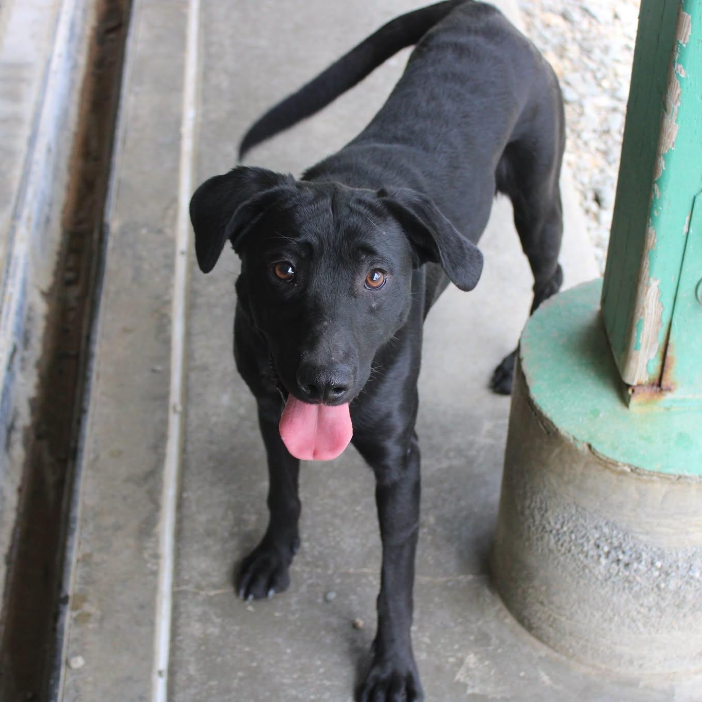 Enlarge Buzz, a Adoptable mixed breed in Weaverville, CA image 4/6
