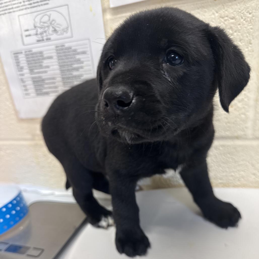 Enlarge Vernon, a Adopted mixed breed in merrillville, IN image 1/1