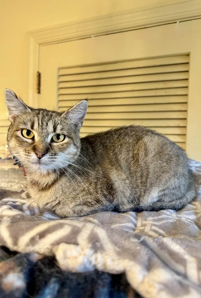 Enlarge Sandy, a Adoptable Tabby in Columbia, SC image 2/3