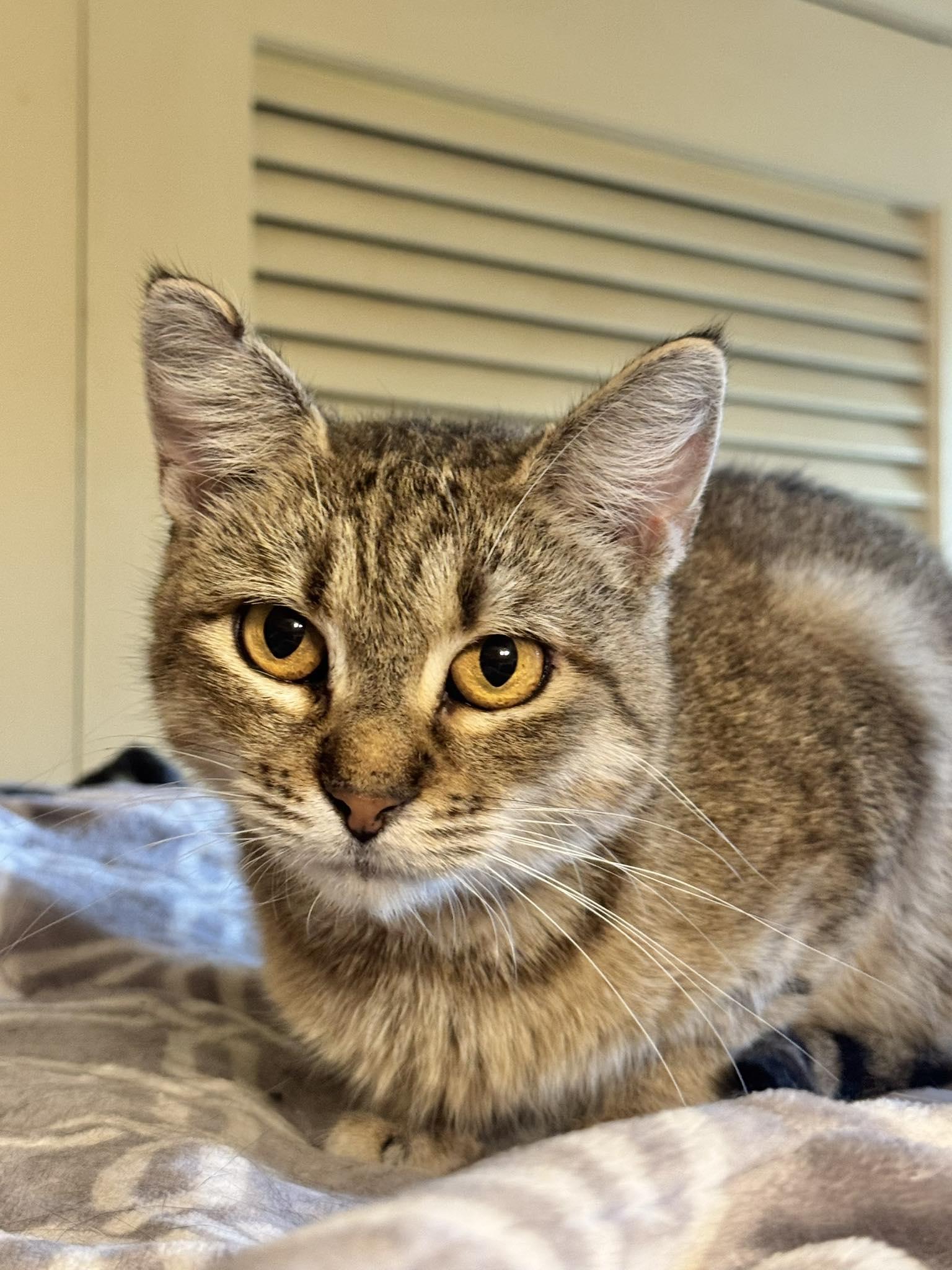 Enlarge Sandy, a Adoptable Tabby in Columbia, SC image 1/3