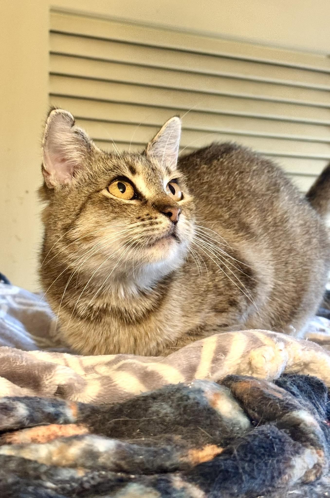 Enlarge Sandy, a Adoptable Tabby in Columbia, SC image 3/3